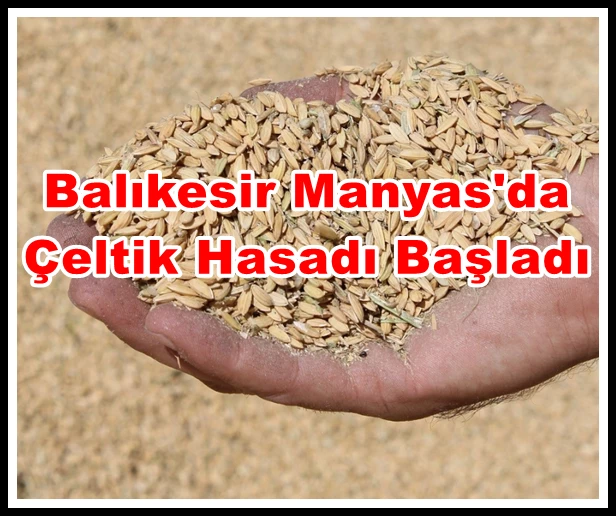 Balıkesir Manyas ilçesinde  çeltik hasadı başladı