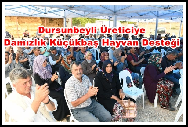 Dursunbeyli Üreticiye Damızlık Küçükbaş Hayvan Desteği