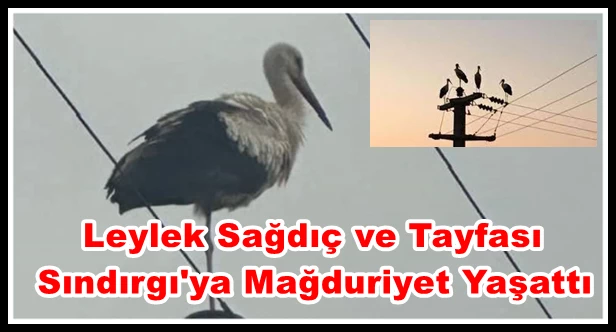 Leylek Sağdıç ve Tayfası Sındırgı